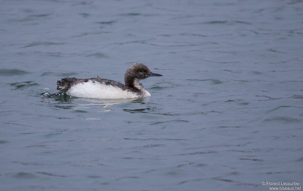 Pacific Loon