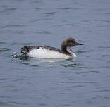 Plongeon du Pacifique