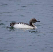 Pacific Loon