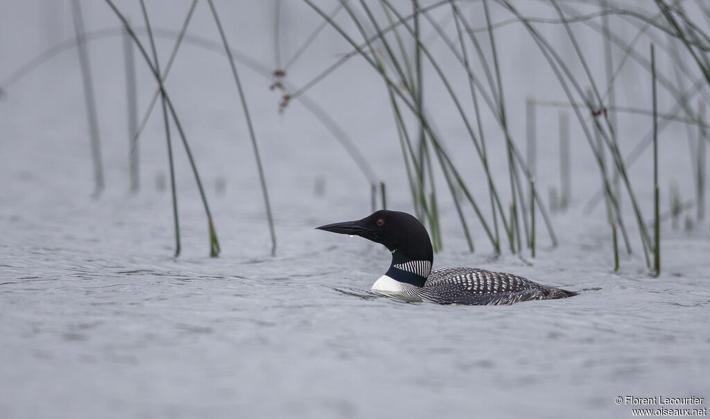 Common Loon