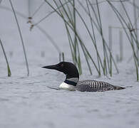 Common Loon