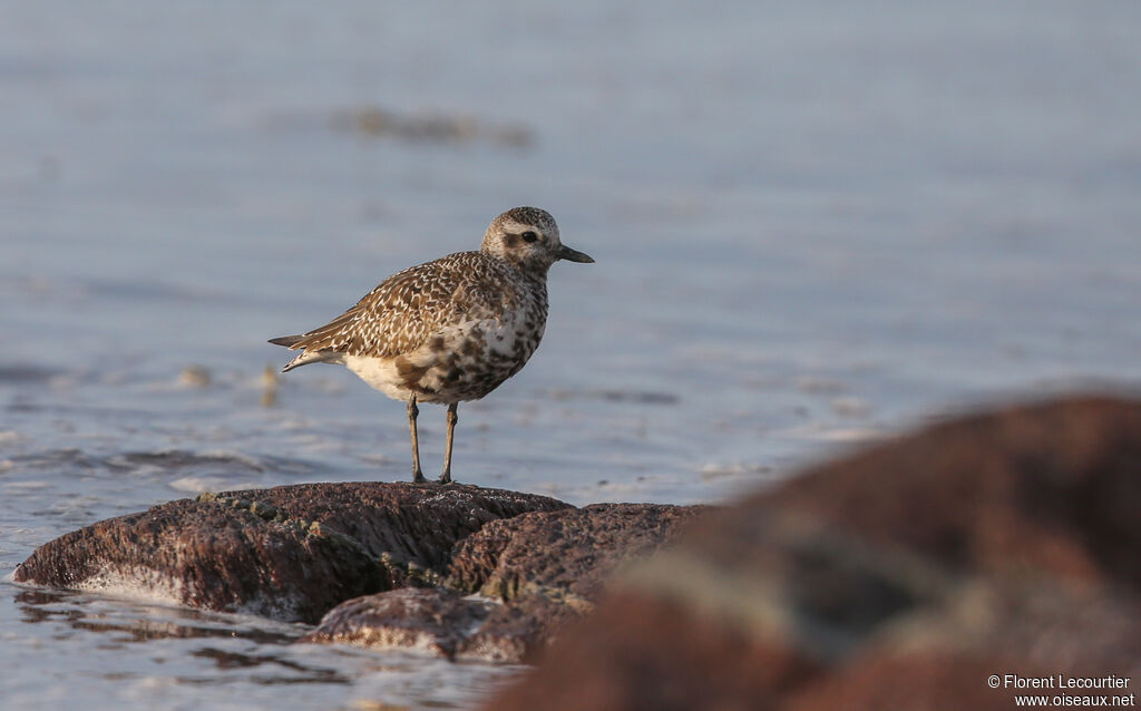 Grey Plover