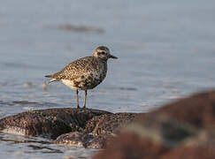 Grey Plover