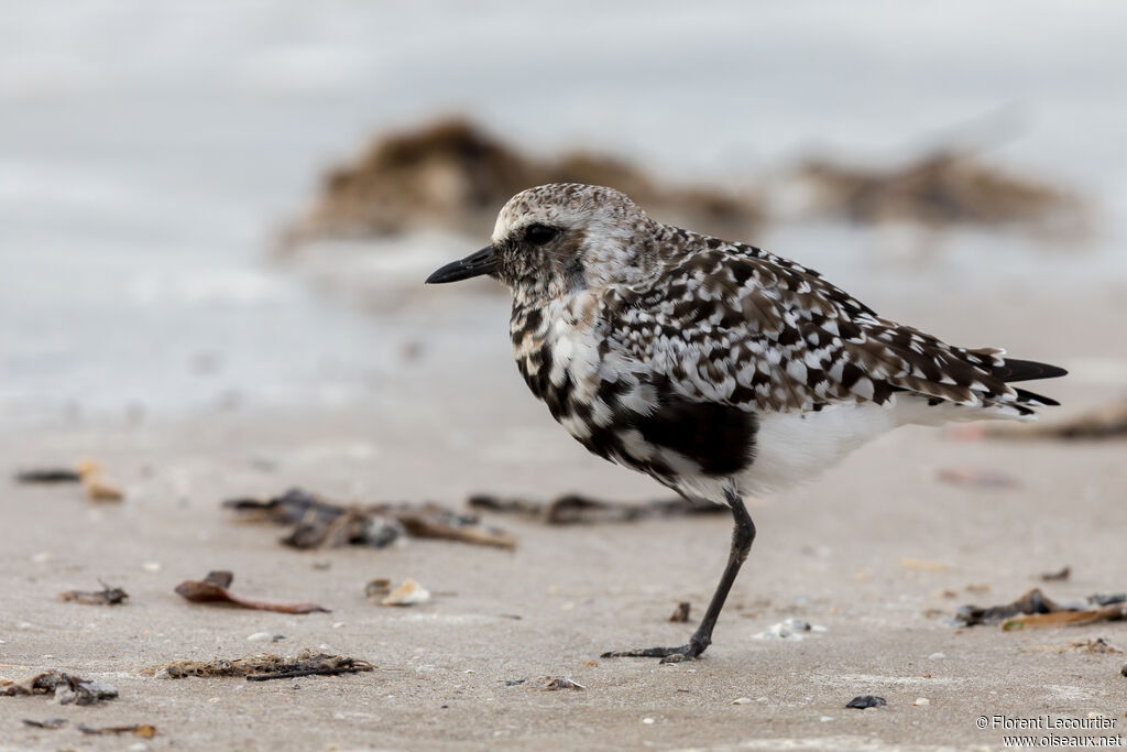 Grey Plover