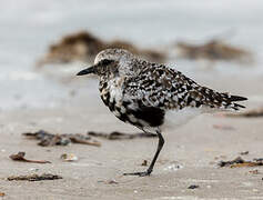 Grey Plover