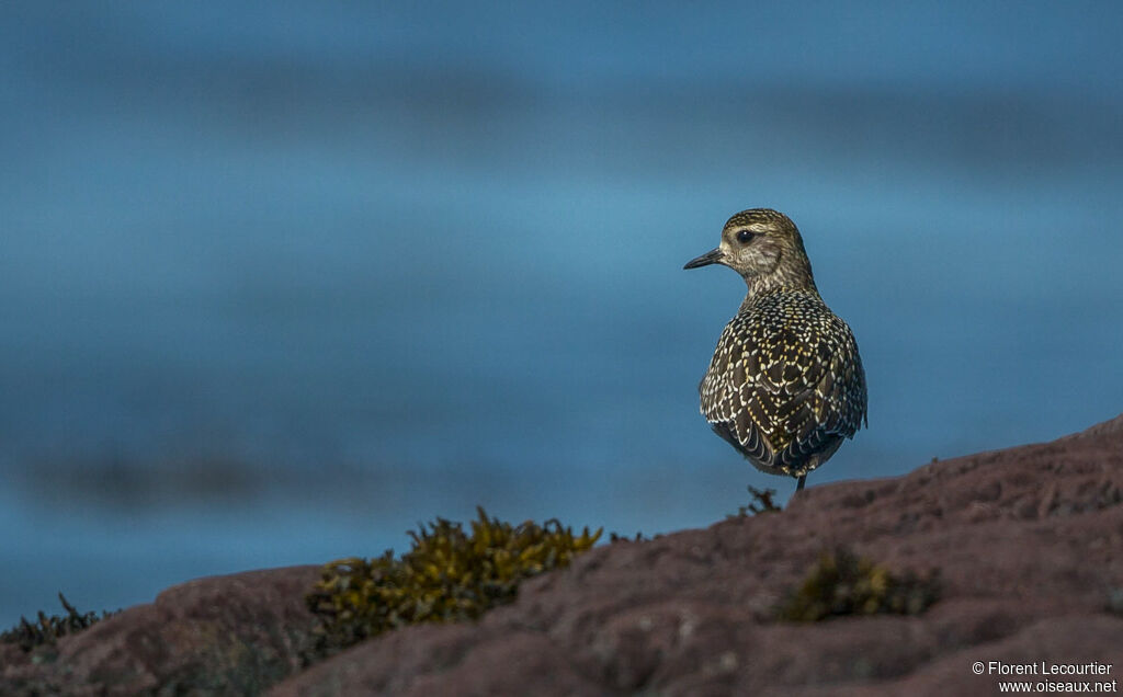 American Golden Plover