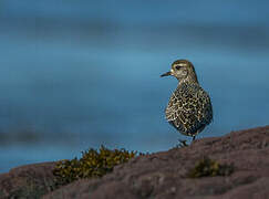 American Golden Plover