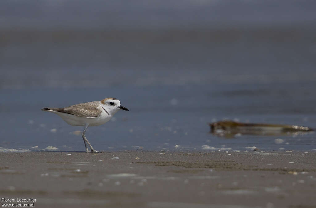 White-faced Plover male adult, identification