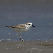 White-faced Plover