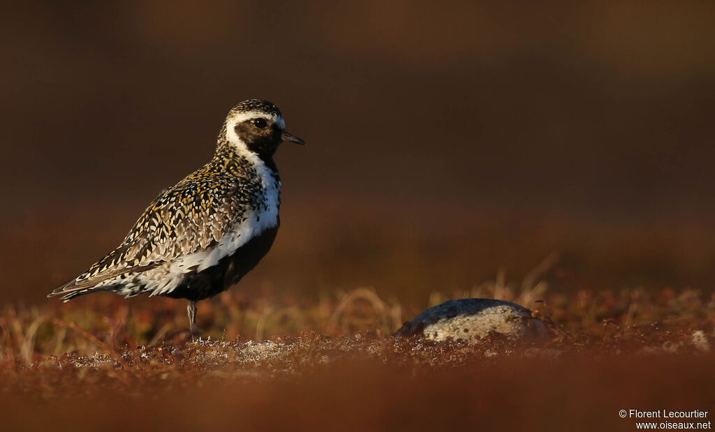 European Golden Plover male adult breeding