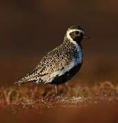 European Golden Plover