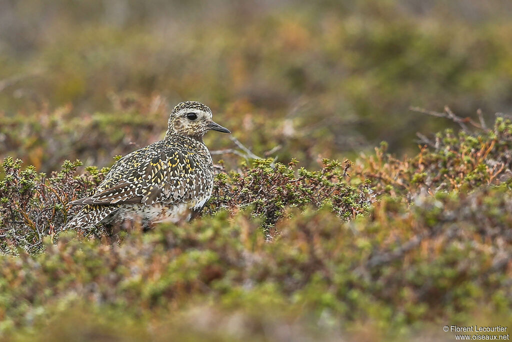 European Golden Plover female adult breeding