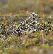 European Golden Plover