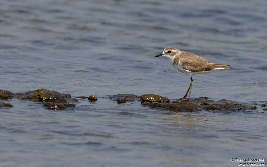 Tibetan Sand Plover