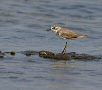 Tibetan Sand Plover