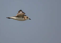 Tibetan Sand Plover