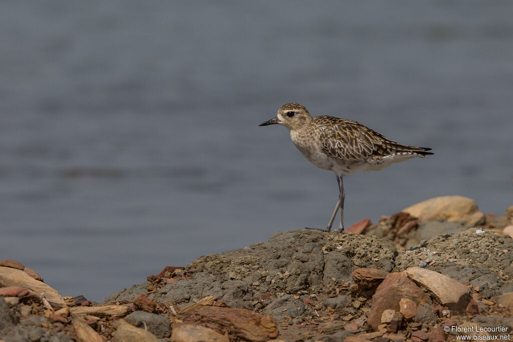 Pacific Golden Plover