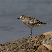 Pacific Golden Plover