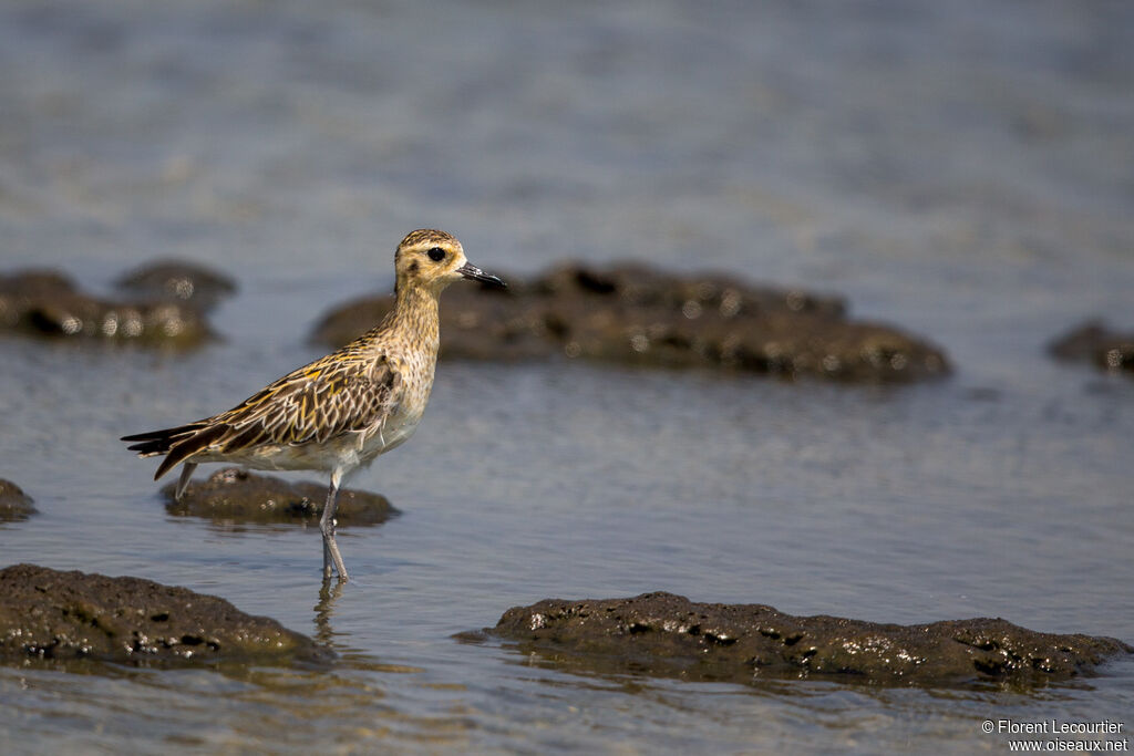 Pacific Golden Plover