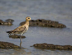 Pacific Golden Plover