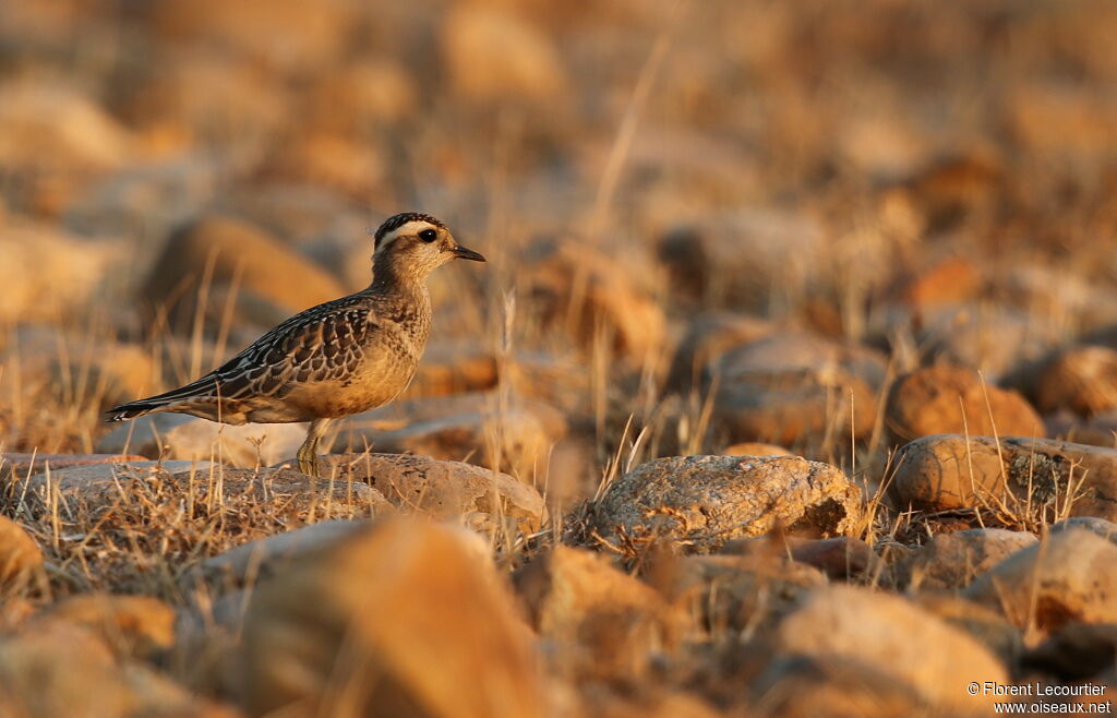 Eurasian Dotterel