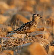 Eurasian Dotterel