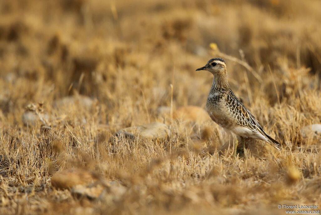 Eurasian Dotterel