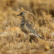 Eurasian Dotterel