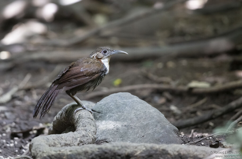 Large Scimitar Babbler