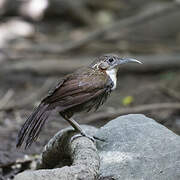 Large Scimitar Babbler