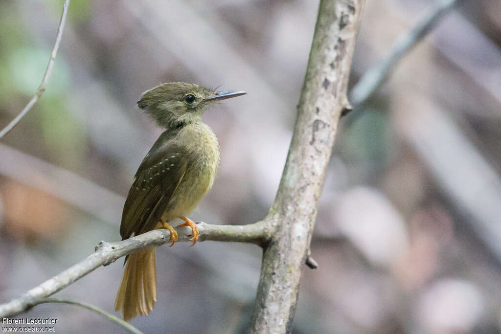 Tropical Royal Flycatcher