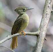 Amazonian Royal Flycatcher