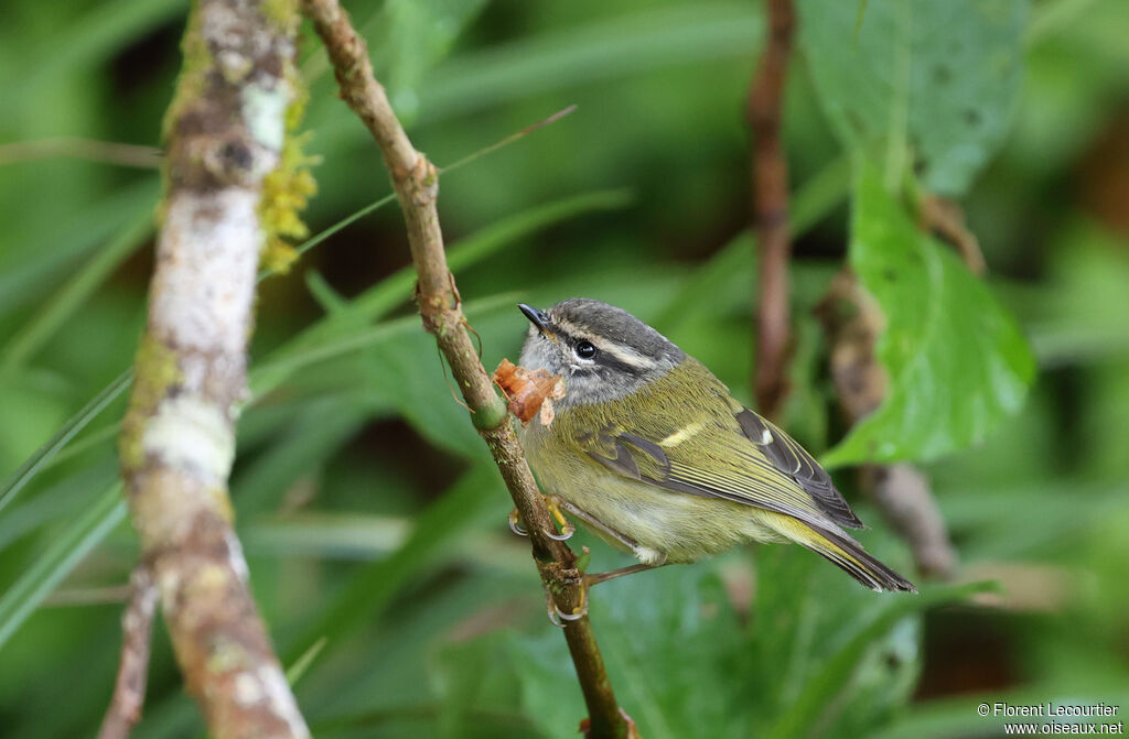 Pouillot à face grise