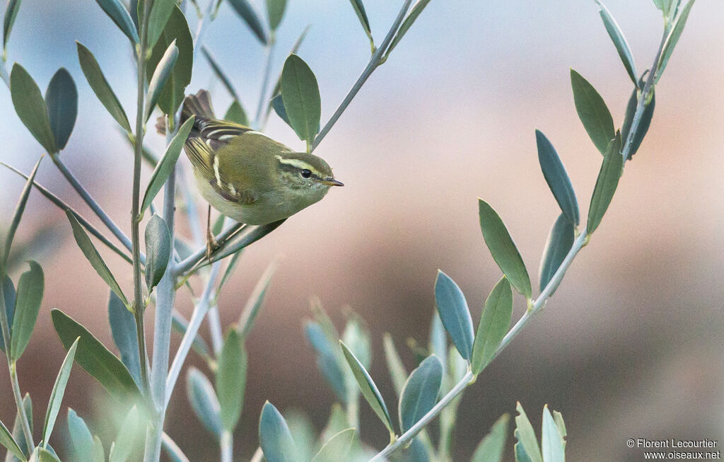 Yellow-browed Warbler