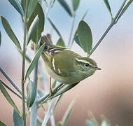 Yellow-browed Warbler