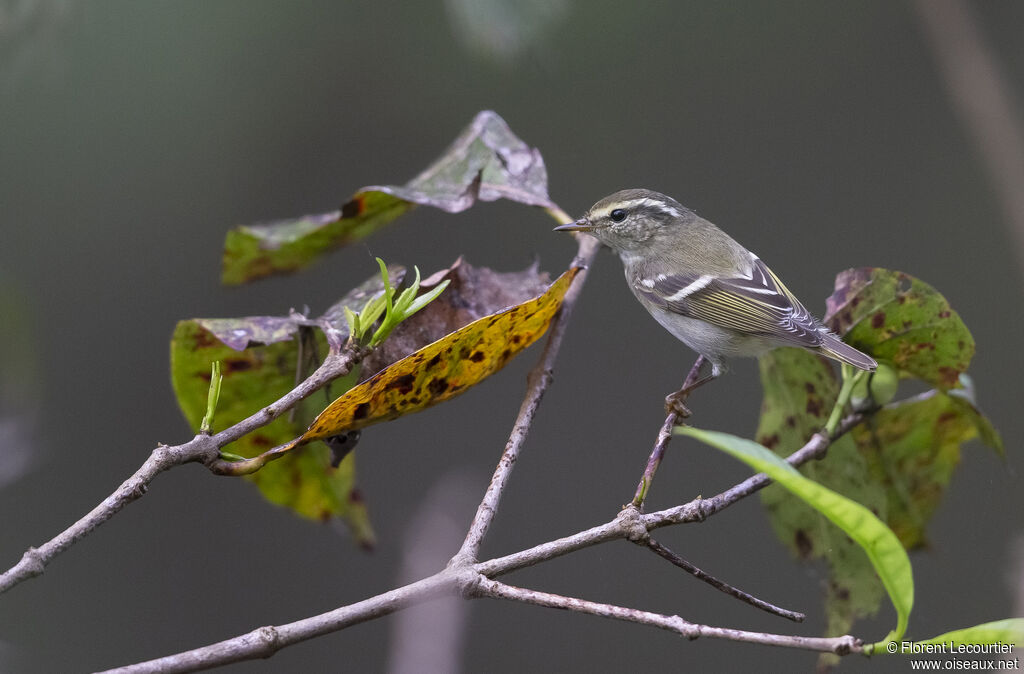 Yellow-browed Warbler