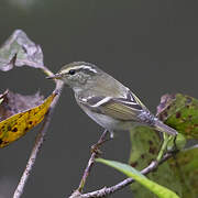 Yellow-browed Warbler