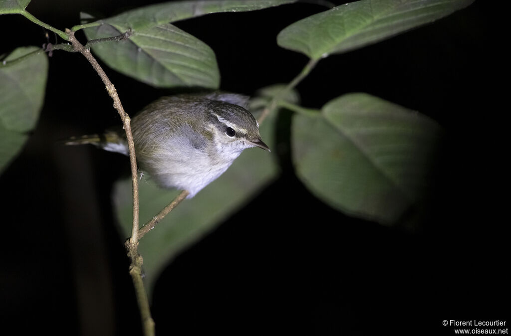 Pale-legged Leaf Warbler