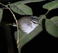 Pale-legged Leaf Warbler