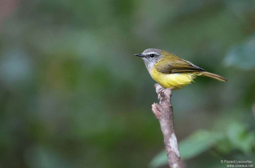 Pouillot à sourcils blancs