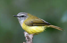 Pouillot à sourcils blancs