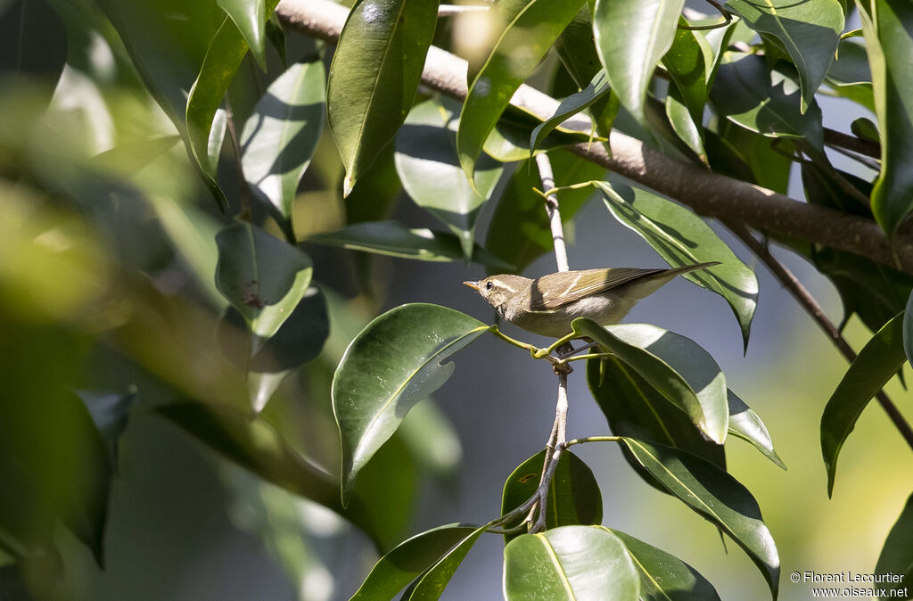 Arctic Warbler