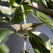 Arctic Warbler