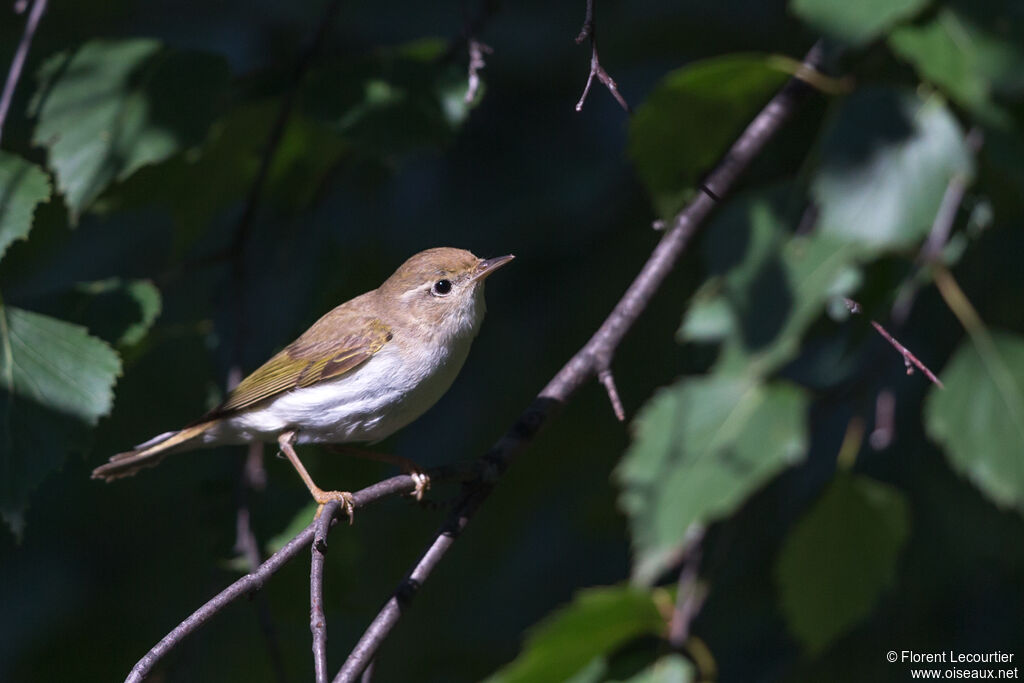 Western Bonelli's Warbler