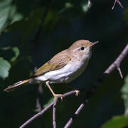 Western Bonelli's Warbler