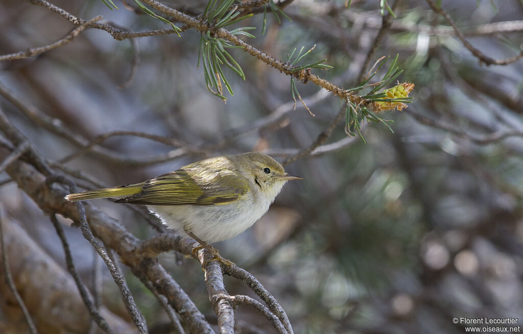 Western Bonelli's Warbler