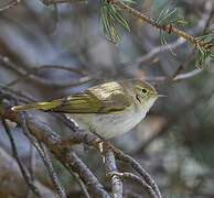 Western Bonelli's Warbler