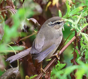 Pouillot de Milne-Edwards