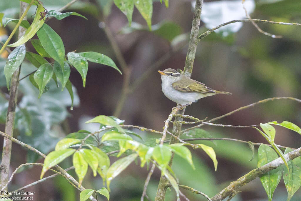 Eastern Crowned Warbler, identification