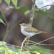 Eastern Crowned Warbler